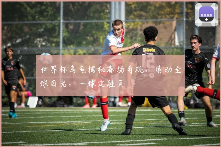 世界杯乌龟揭秘赛场奇观，萌动全球目光，一球定胜负